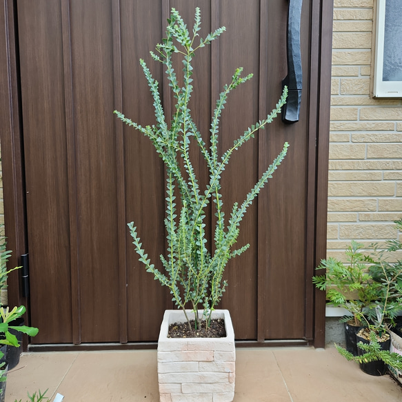 【数量限定】 アカシア サンカクバアカシア 観葉植物 レンガ風石膏鉢植え 常緑樹