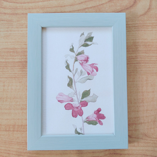 花のポストカード【12．レウコフィルムの花のイラスト】水彩画／手書き