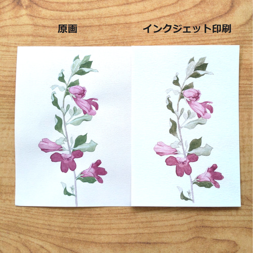花のポストカード（春・秋）【12.レウコフィルムの花のイラスト