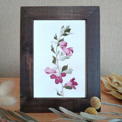 花のポストカード（春・秋）【12.レウコフィルムの花のイラスト