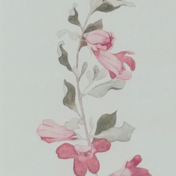 花のポストカード【12．レウコフィルムの花のイラスト】水彩画／手書き