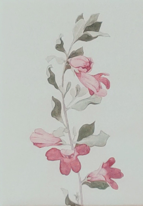 花のポストカード【12．レウコフィルムの花のイラスト】水彩画／手書き