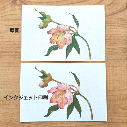 画家haru☆油彩画☆クリスマスローズ☆特寸450×350ミリ★肉筆画☆ imgrc0085342590.jpg