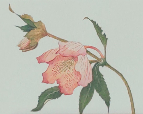 花のポストカード【14．クリスマスローズのイラスト】水彩画／手書き