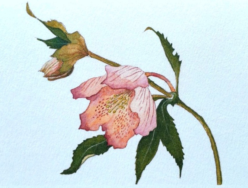 水彩画　クリスマスローズ　マーメイド紙　冬の絵　絵画　アート　インテリア