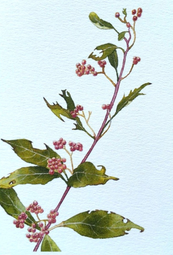 花の絵 清・色紙絵・花・詩・No.221229-42・梱包サイズ80 | リサイクル