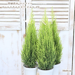 健康的なコニファー 苗木 花木・庭木の販売店【花育通販】コニファー苗木 ブルーパシフィックを販売