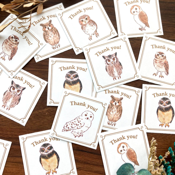 謝謝印章“貓頭鷹”【35張貓頭鷹貼紙】 第1張的照片