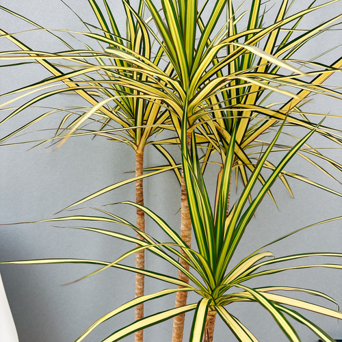 現品］【希少】☆おすすめ☆ 5番 ドラセナ コンシンネ マジナータ