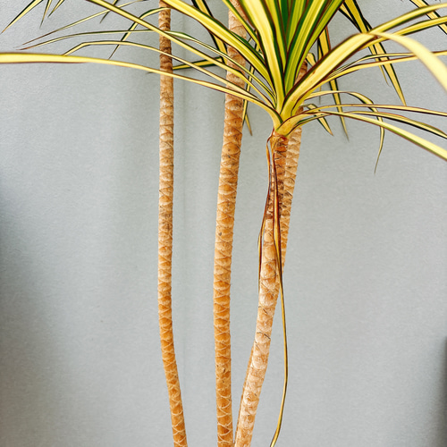 ［現品］17番　ドラセナコンシンネ　マジェンタ　観葉植物　室内　8号　かっこいい 現品］17番 ドラセナコンシンネ マジェンタ 観葉植物 室内 8号