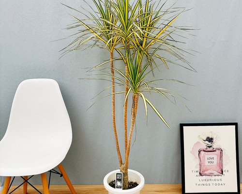 現品］【希少】☆おすすめ☆ 5番 ドラセナ コンシンネ マジナータ