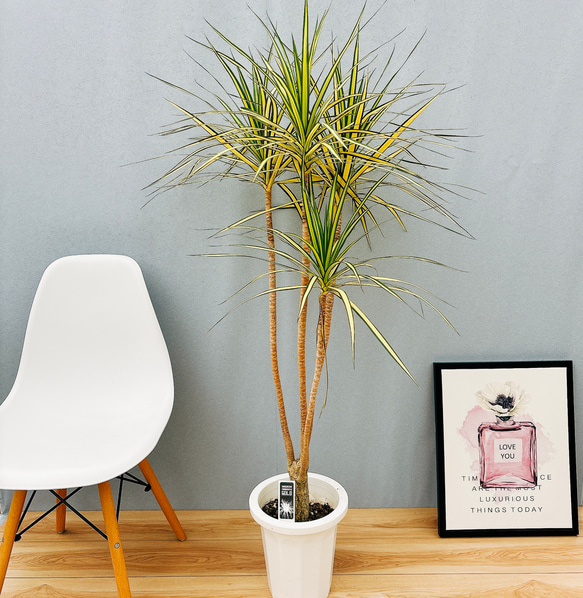 現品］【希少】☆おすすめ☆ 5番 ドラセナ コンシンネ マジナータ