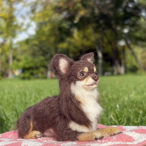 特別価格★【原画】『ディモルフォセカ』（花　植物　犬　チワワ　パピヨン　癒し） おはごま〜☀️ 花畑牧場さん✖️ ワンナビさんの プレゼント