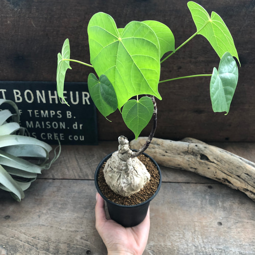 フィルミアナ　コロラータ　観葉植物　塊根植物　ビザールプランツ　グリーン　ガーデニング生活雑貨 家庭用品 ガーデニング　観葉植物　塊根植物　多肉植物　ビザールプランツ　レアプランツ　ガーデニング　植物　グリーン　趣味　盆栽　葉　花　庭　草　インテリア　おしゃれ　飾り　園芸　 フィルミアナ コロラーダ♡塊根植物♡希少♡多肉植物 アートフラワー