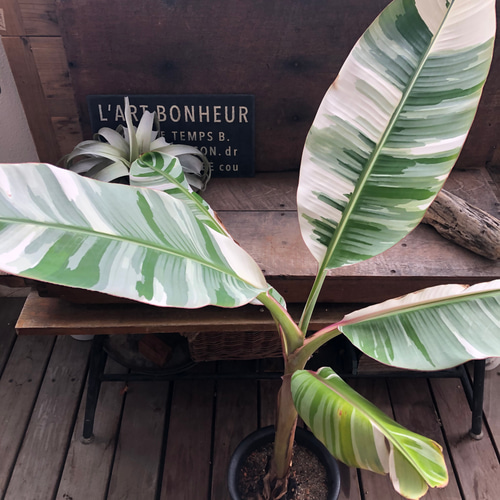 18アエアエバナナ　斑入りバナナ ムサ アエアエ(Musa Aeae) 斑入りバナナ | 希少植物の販売