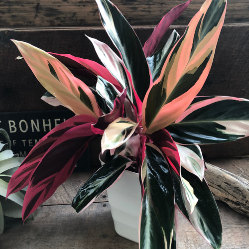 【美苗】激レア　ストロマンテ　トリオスター　斑入り　ゴマ斑　　抜き苗 観葉植物 ストロマンテ トリオスター 4号 インナ 15 G 付き