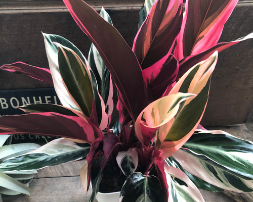 カラテア・トリオステアタ 中型観葉植物 インテリアに映える観葉植物⑨/カラテア・トリオスター | SHINTERIOR