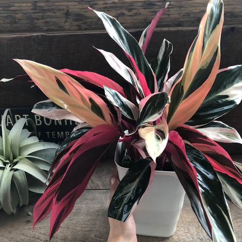 美苗】激レア ストロマンテ トリオスター 斑入り ゴマ斑 抜き苗 美苗