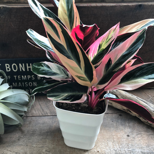 ストロマンテ♡トリオスター♡カラテア♡5号♡観葉植物♡立派 アート