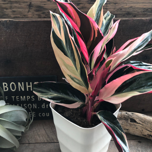 ストロマンテ♡トリオスター♡カラテア♡5号♡観葉植物♡立派 アート