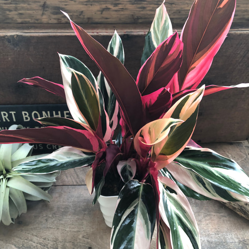 美苗】激レア ストロマンテ トリオスター 斑入り ゴマ斑 抜き苗 美苗