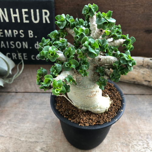 ユーフォルビア峨眉山親株細川政己セット