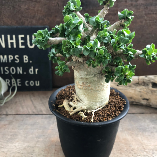 巻葉♡アデニウム♡アラビカム♡塊根植物♡蛸足♡観葉植物 アート