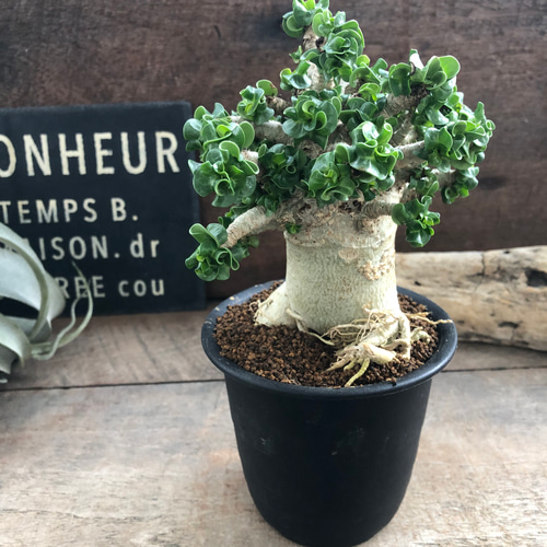 巻葉♡アデニウム♡アラビカム♡塊根植物♡蛸足♡観葉植物 アート