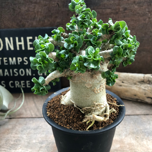 巻葉♡アデニウム♡アラビカム♡塊根植物♡蛸足♡観葉植物 アート