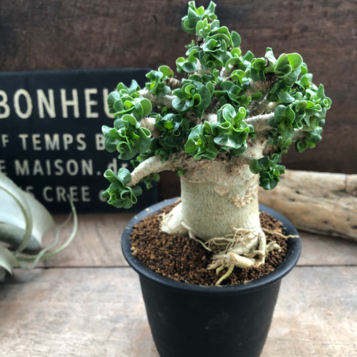 巻葉♡アデニウム♡アラビカム♡塊根植物♡蛸足♡観葉植物 アート