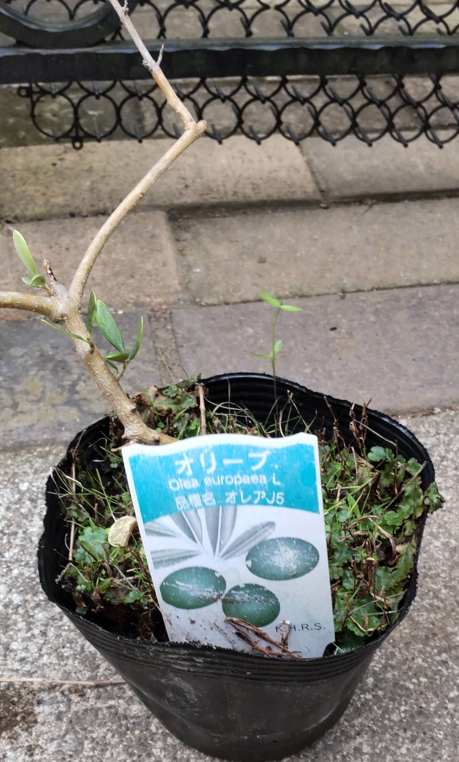 【10/16撮影  オレアJ５】オリーブ苗