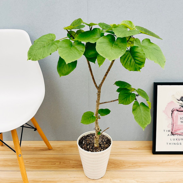 現品］3番 フィカス ウンベラータ 7号 観葉植物 室内 ゴムの木