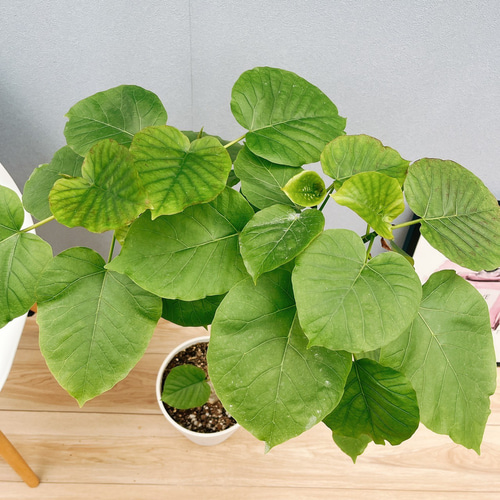現品］3番 フィカス ウンベラータ 7号 観葉植物 室内 ゴムの木