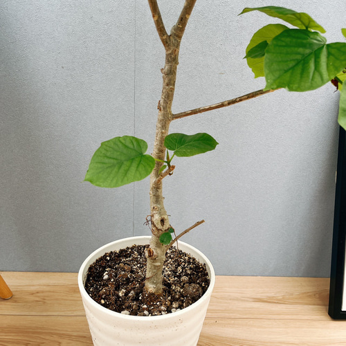 現品］3番 フィカス ウンベラータ 7号 観葉植物 室内 ゴムの木