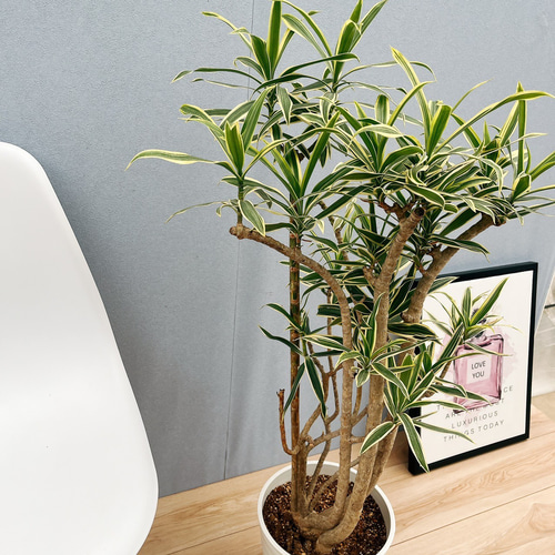 現品］2番 ドラセナ ソングオブオキナワ 8号 観葉植物 大型 室内