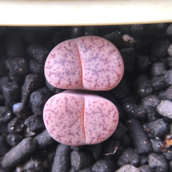 多肉植物 リトープス ピンク曲玉 2頭 1.5cm以上 抜き苗 多肉植物 愛