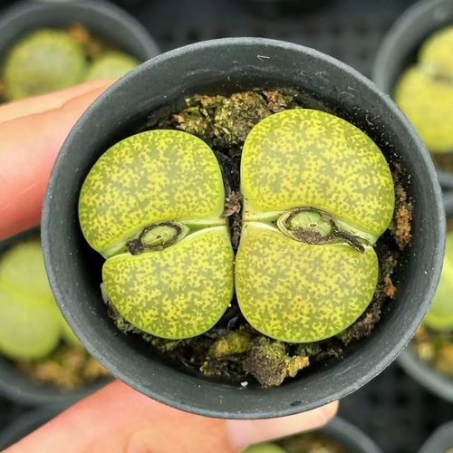 多肉植物 リトープス 緑紫薫 2頭 大玉 2cm 抜き苗 1株 多肉植物