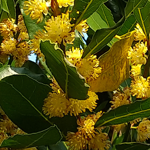 kitta 草木染め　オールインワン　月桃 kitta 草木染め オールインワン 月桃 kitta 草木染め