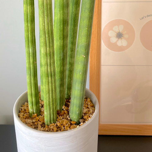 紹介出品【希少！観葉植物】サンスベリアスタッキー♥️