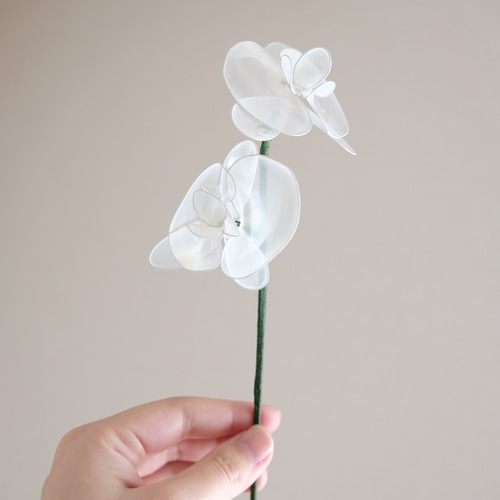 コノハチョウ（1オス、スリランカ産） Kallima_inachus_eucerca44oki.jpg