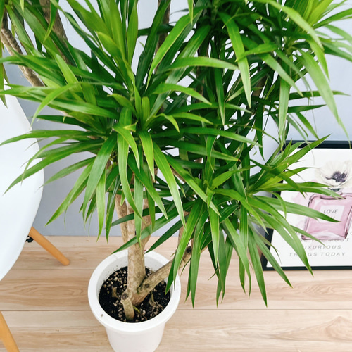 現品］【希少】ドラセナ ナビー 8号 観葉植物 大型 室内 おしゃれ レア