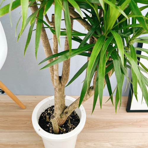 現品　ドラセナ　ナビー　観葉植物　インテリアグリーン　ドライガーデン　室内　希少 現品 ドラセナ ナビー 観葉植物 インテリアグリーン ドライガーデン