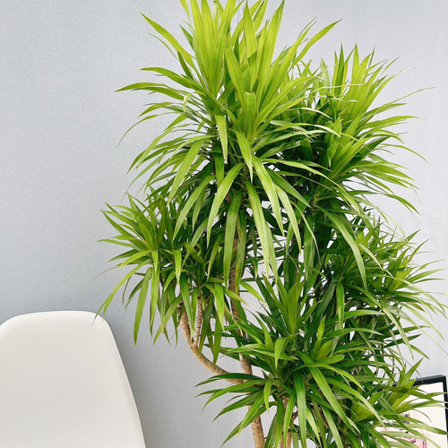 現品］【希少】ドラセナ ナビー 8号 観葉植物 大型 室内 おしゃれ レア