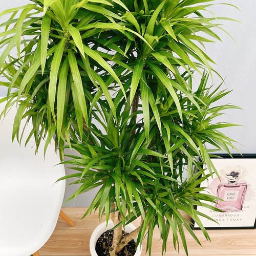 現品］【希少】ドラセナ ナビー 8号 観葉植物 大型 室内 おしゃれ レア