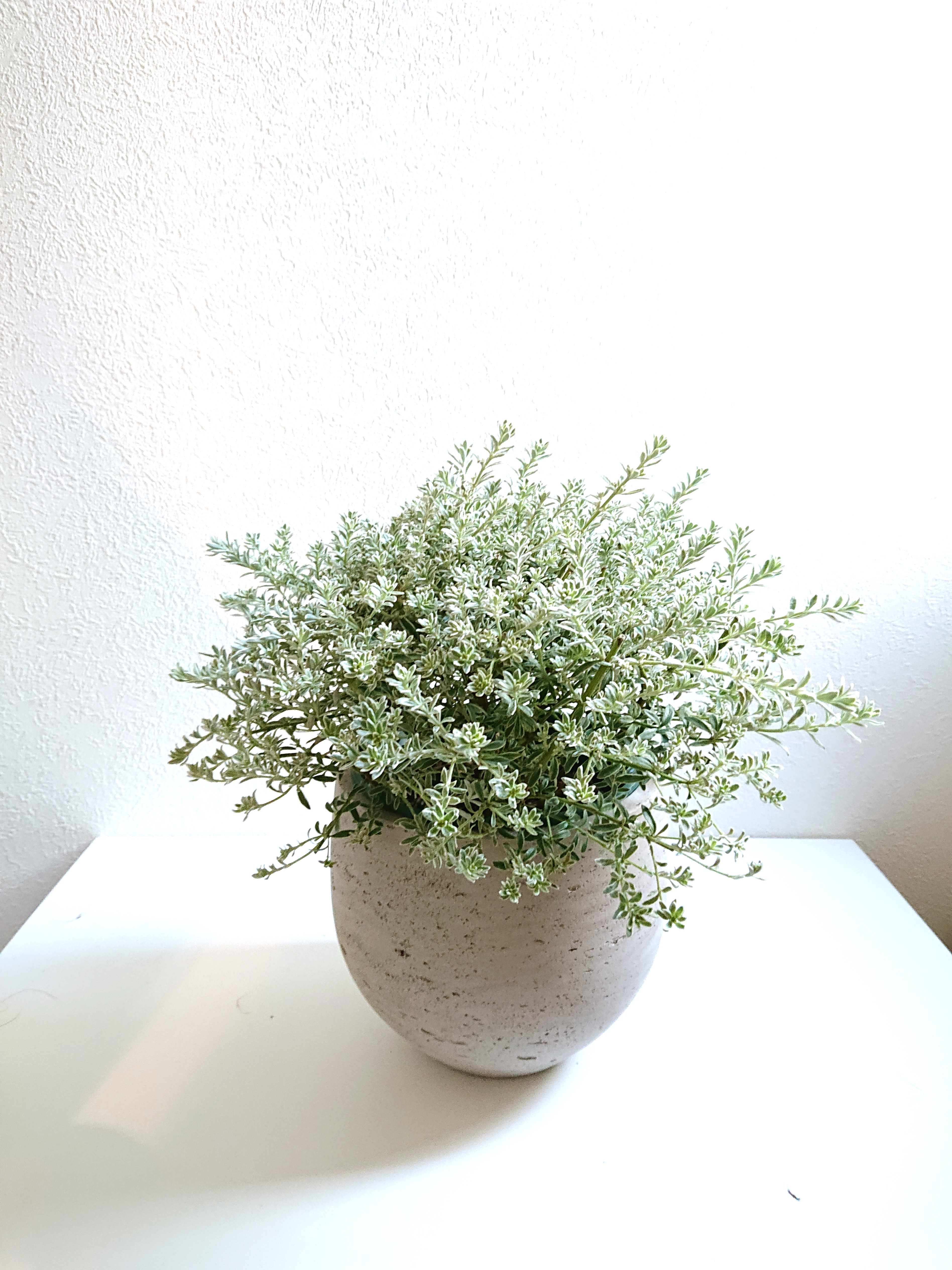 ●限定●　※厳選樹形　シルバーリーフ　”ウエストリンギア　斑入り　大株（幅30㎝～：L）鉢カバーセット”観葉植物　ハーブ