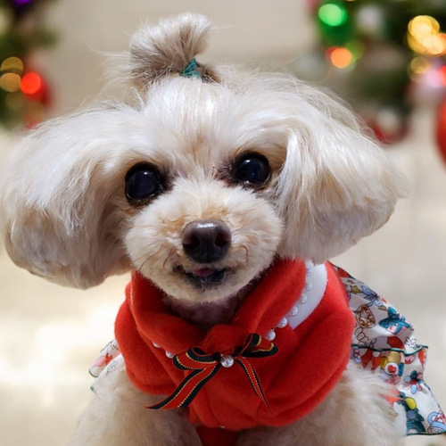 犬服／猫服 クリスマス ワンピース かわいいクリスマス柄赤