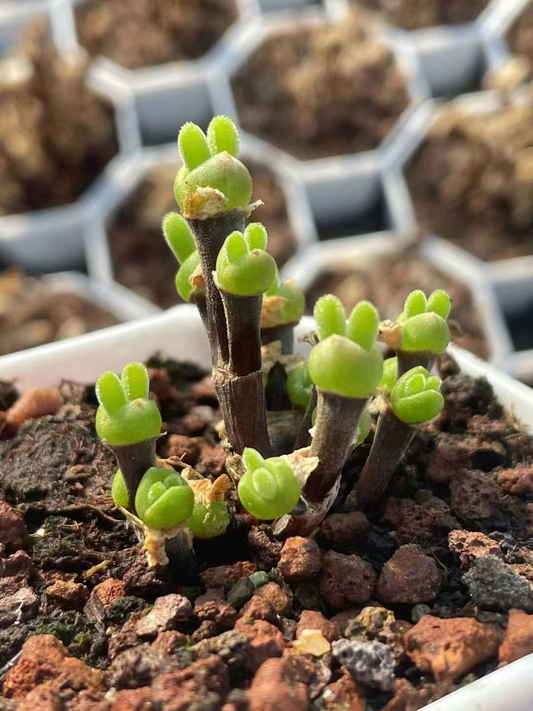 多肉植物 ディクロカウロン ラムローサム うさぎミミ 多頭 抜き