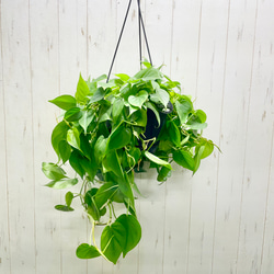 光触媒 人工観葉植物 ウォールグリーン フェイクグリーン ガジュマル