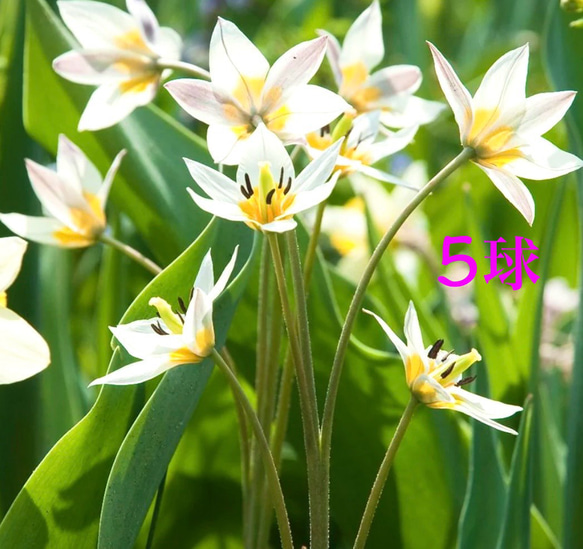 球根♡原種チューリップ トルケスタニカ 5球 アートフラワー Little