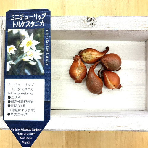 【球根】原種チューリップ　アウケリアナ　3球　ミニチューリップ 花球根 チューリップ 原種系 リニフォリア 【花球根 5球】｜ 【植物の